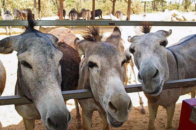 Donkey Sanctuary Aruba