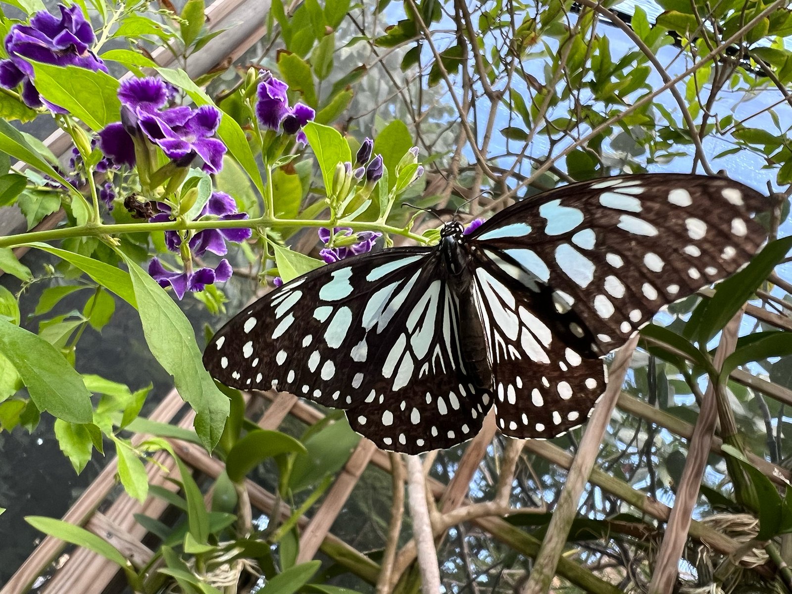 The Butterfly Farm